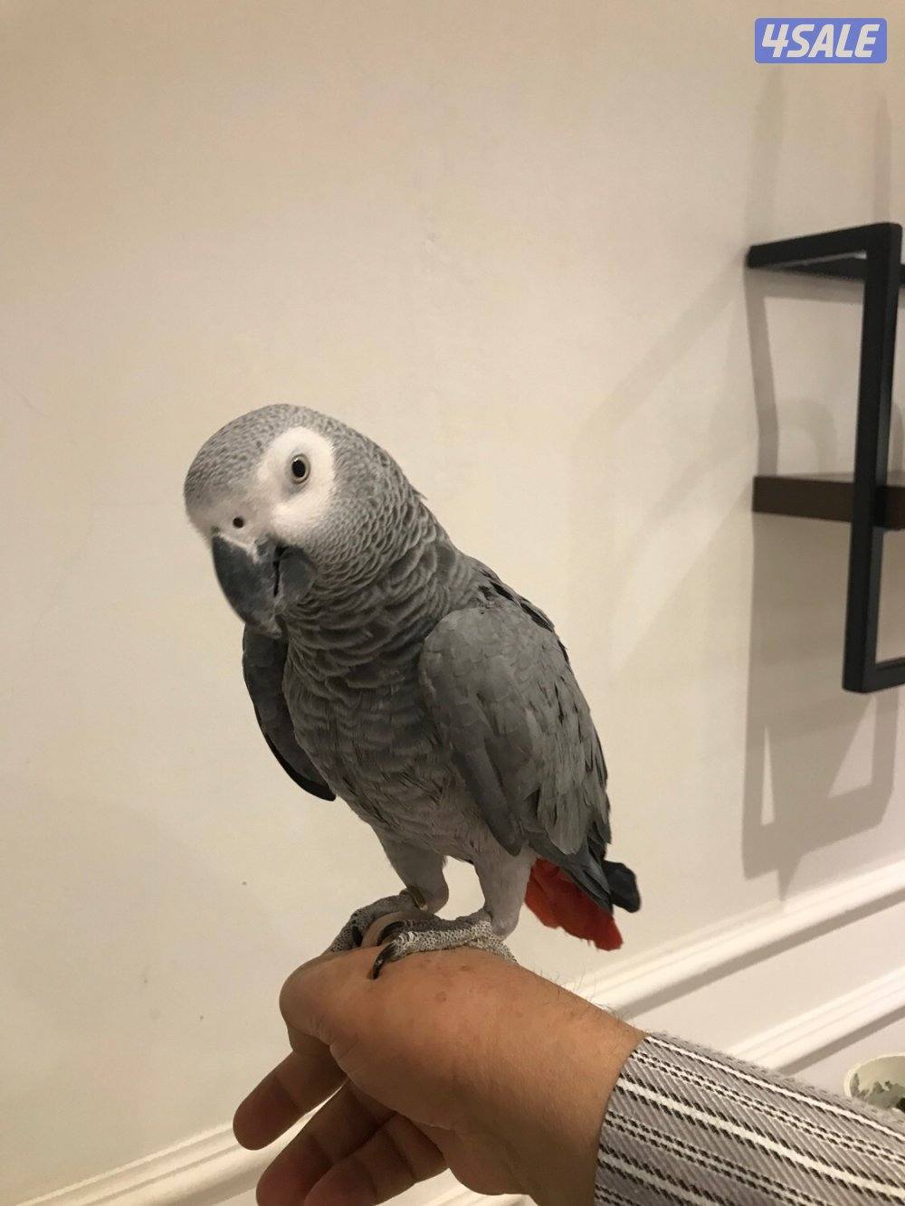 كاسكو هولندي فاتح كلام بيت العمر سنتين ونص محيل جناح كامل الصحه ممتازه3