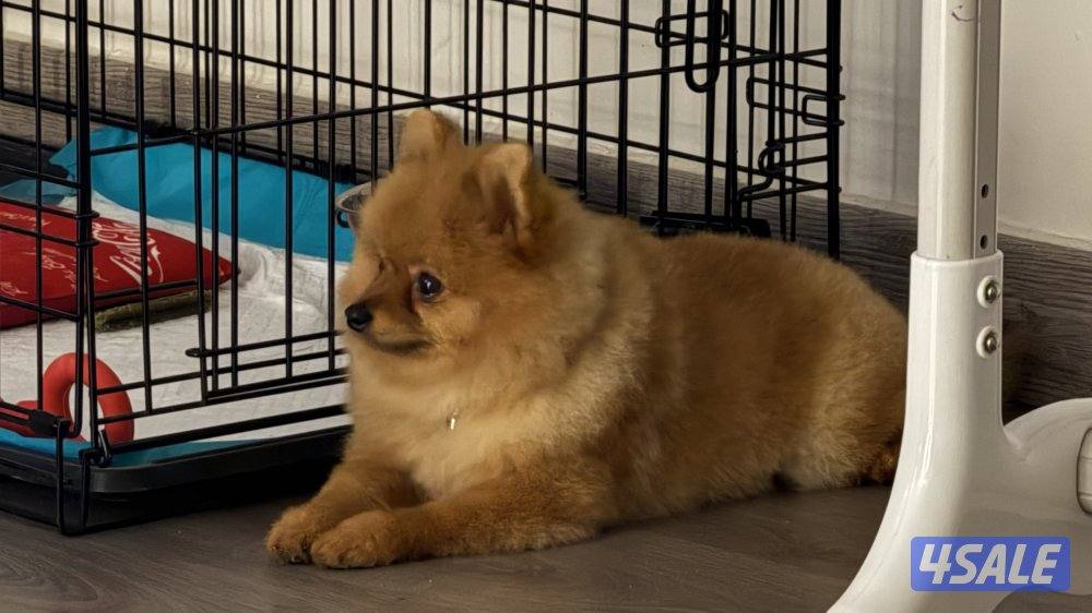 بومرينيان تي كب0