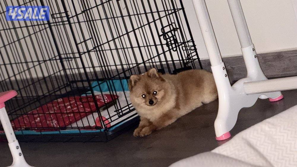 بومرينيان تي كب2