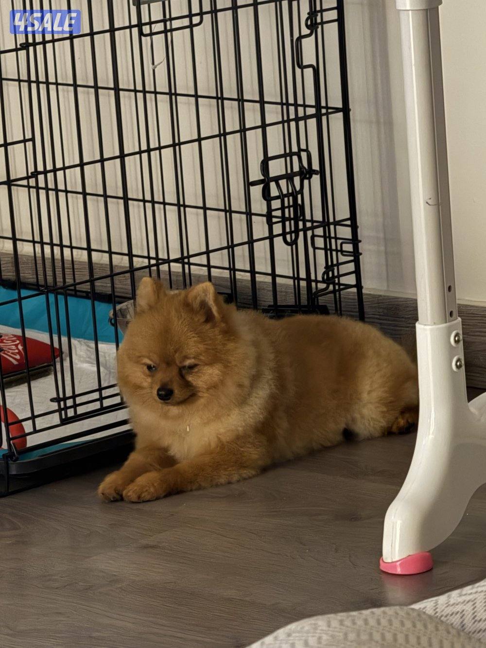 بومرينيان تي كب3