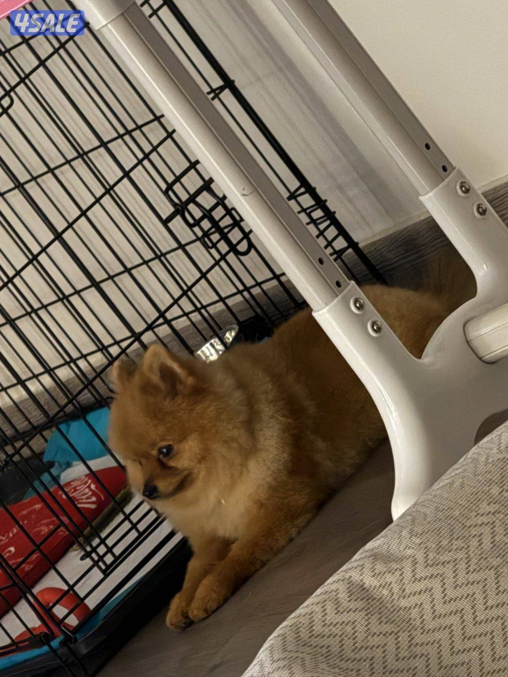 بومرينيان تي كب4