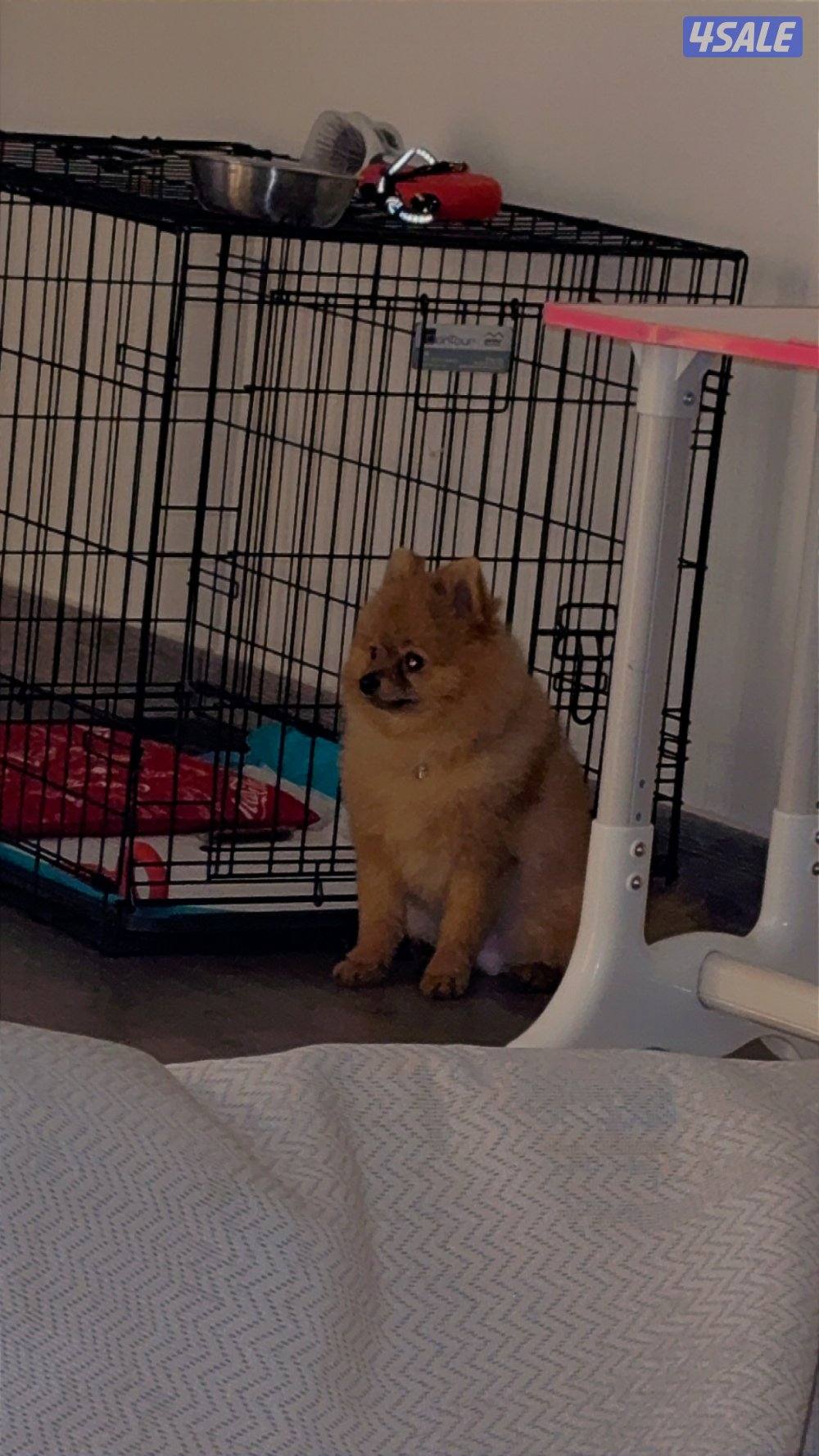 بومرينيان تي كب5