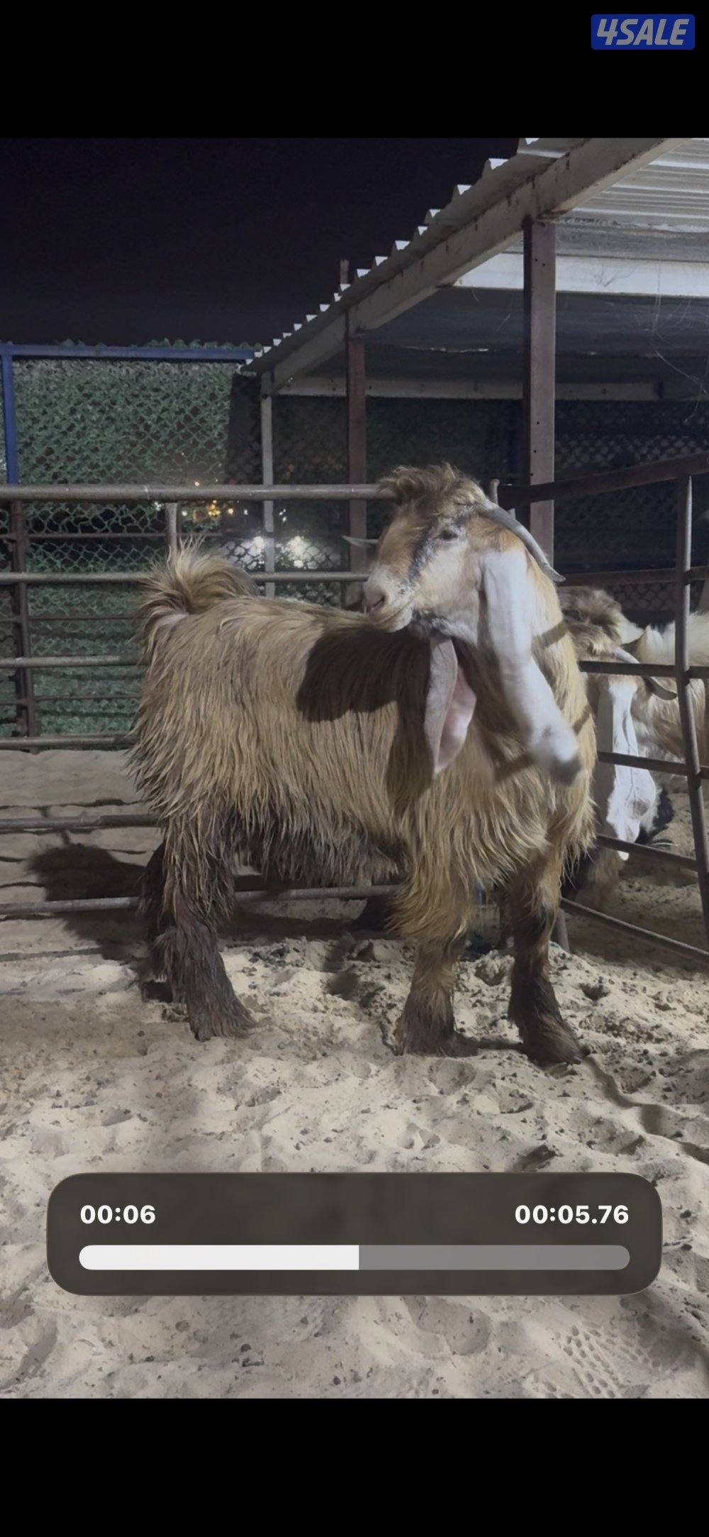 جذع عارضي كريمي خصم 10 اشهور0