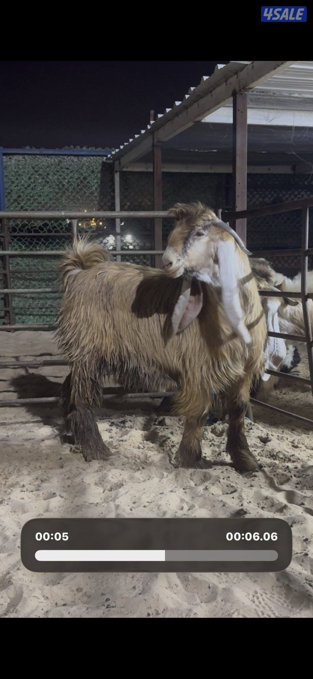 جذع عارضي كريمي خصم 10 اشهور1