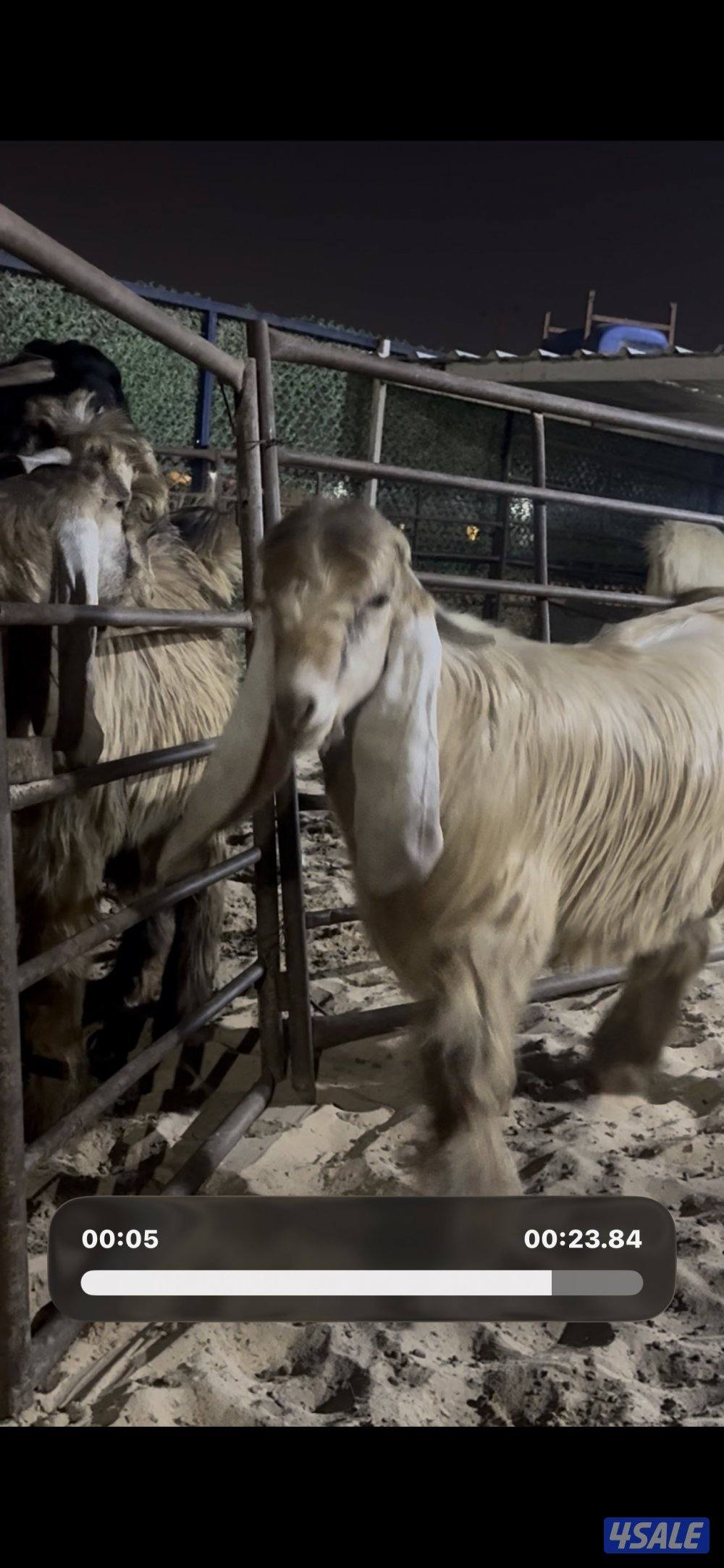 جذع عارضي كريمي خصم 10 اشهور4