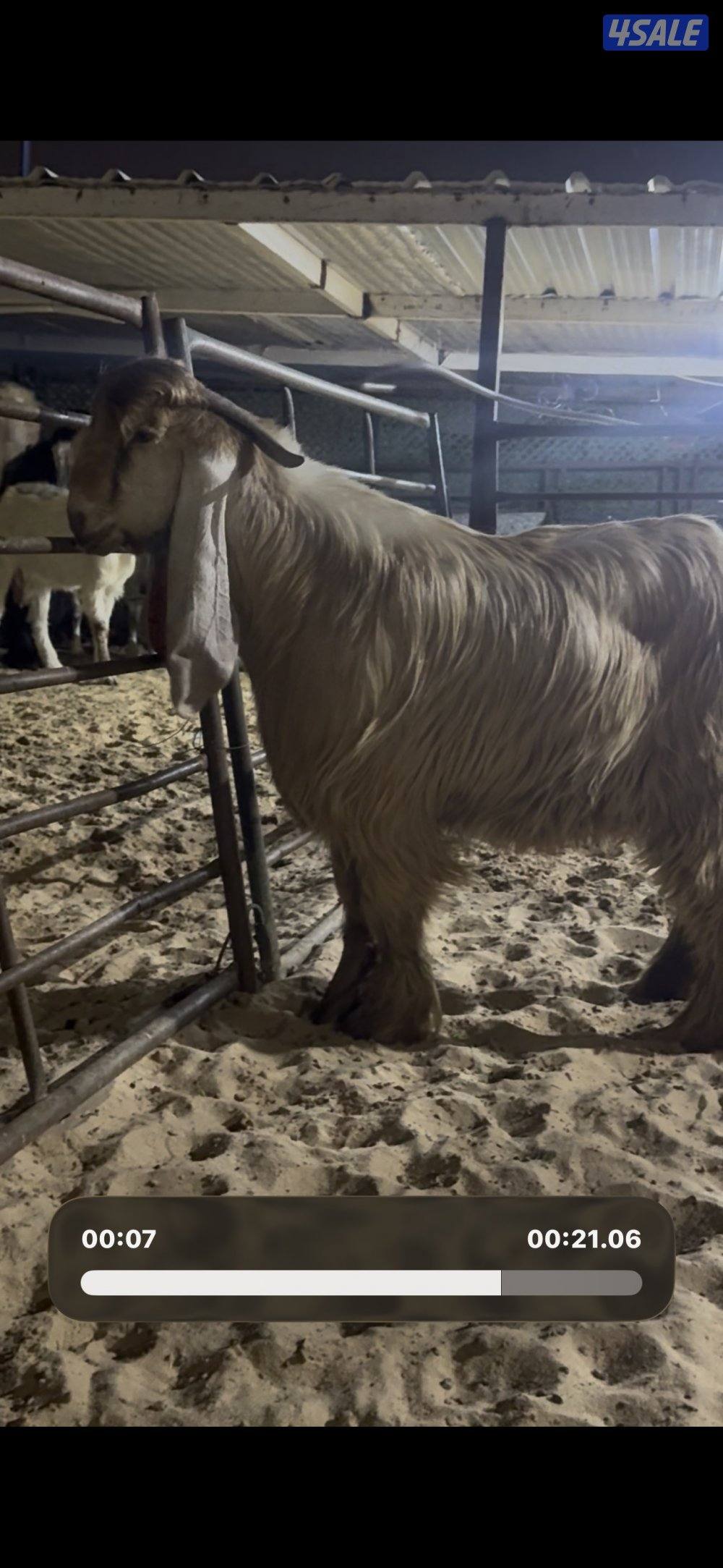 جذع عارضي كريمي خصم 10 اشهور5