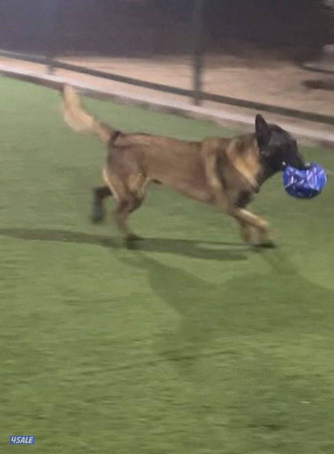 مالينو  سنة وشهرين0