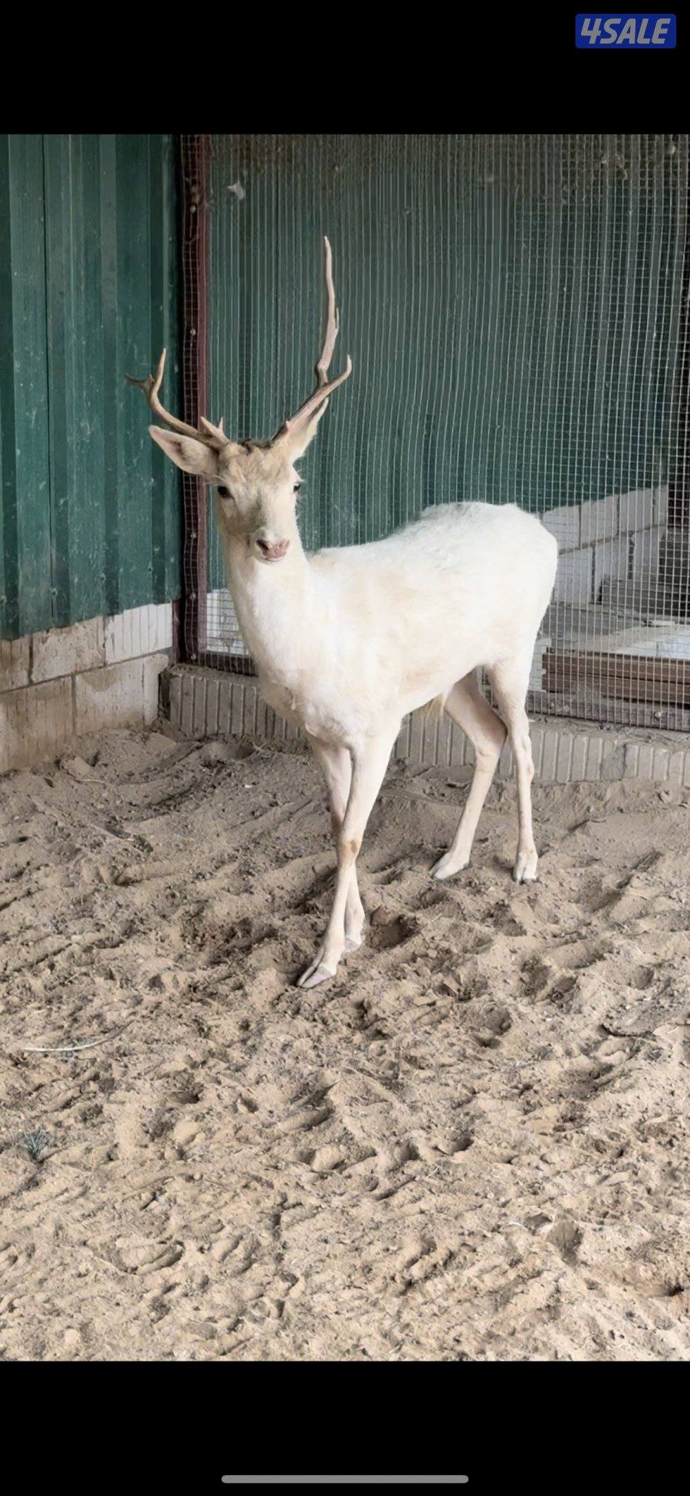 غزال للبيع0