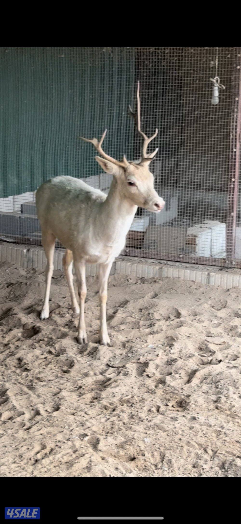 غزال للبيع2