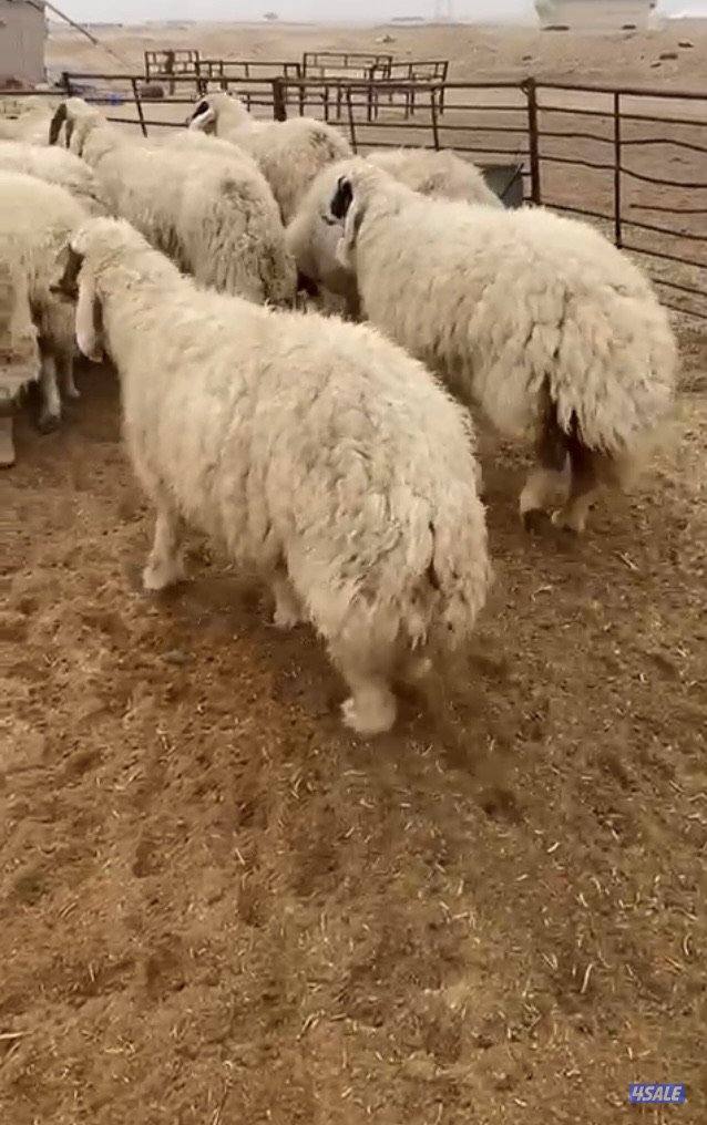 25 عواس قريشية غنم العراق  فاخرة ونادرة مع الفحل خصم 12سونار فيهم4توم8