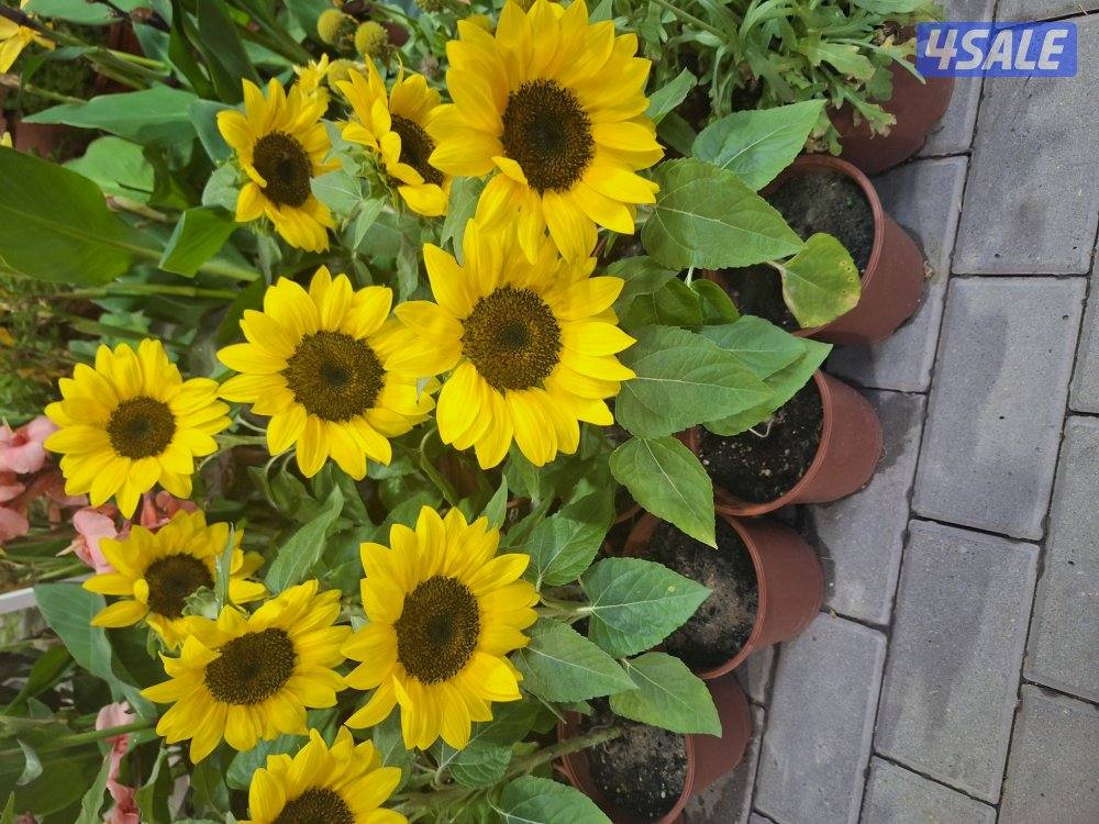 زراعة وتنسيق حدائق13