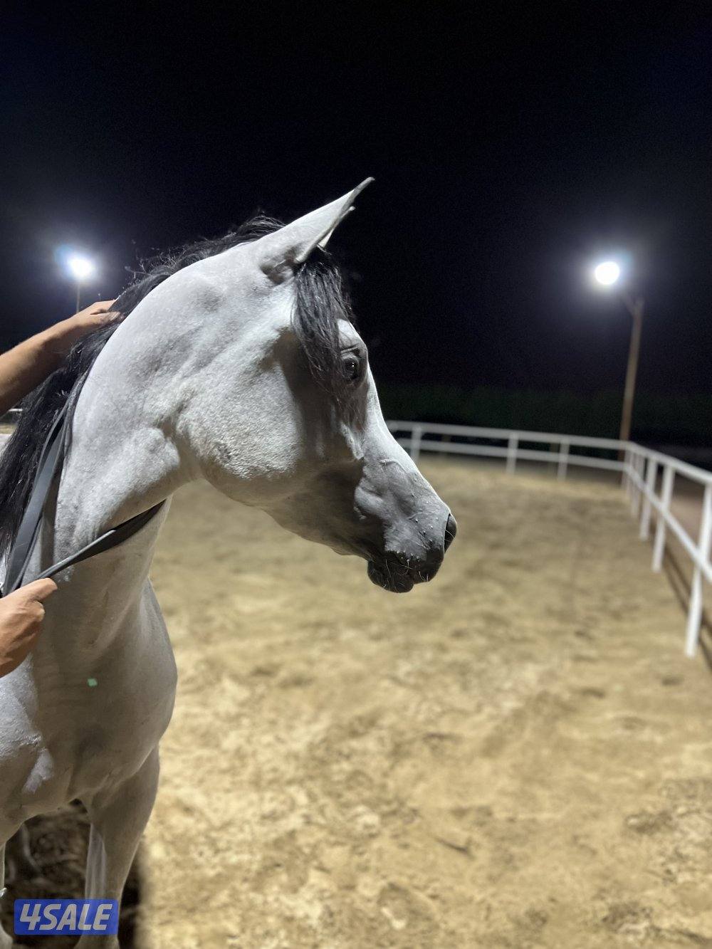 للبيع فرس مصري بيور1