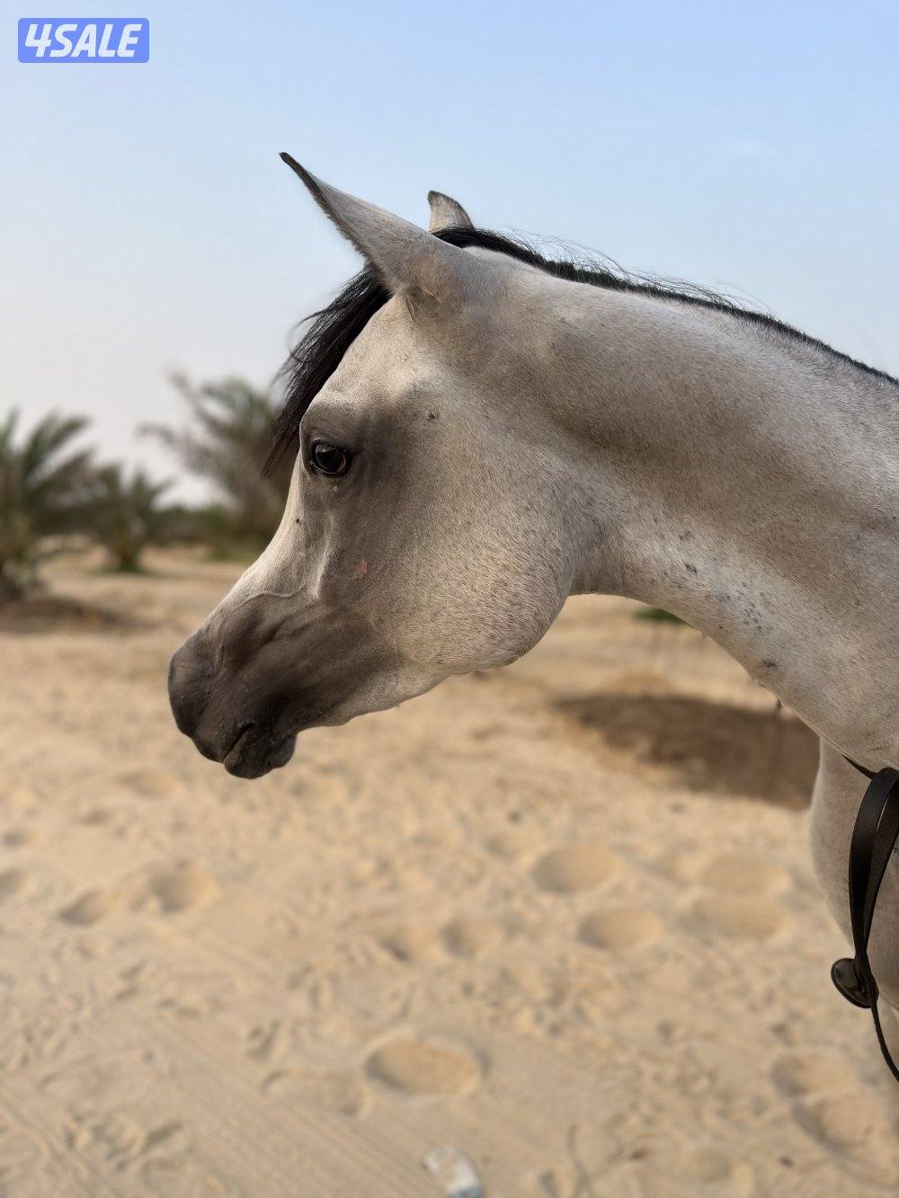 للبيع فرس مصري بيور0