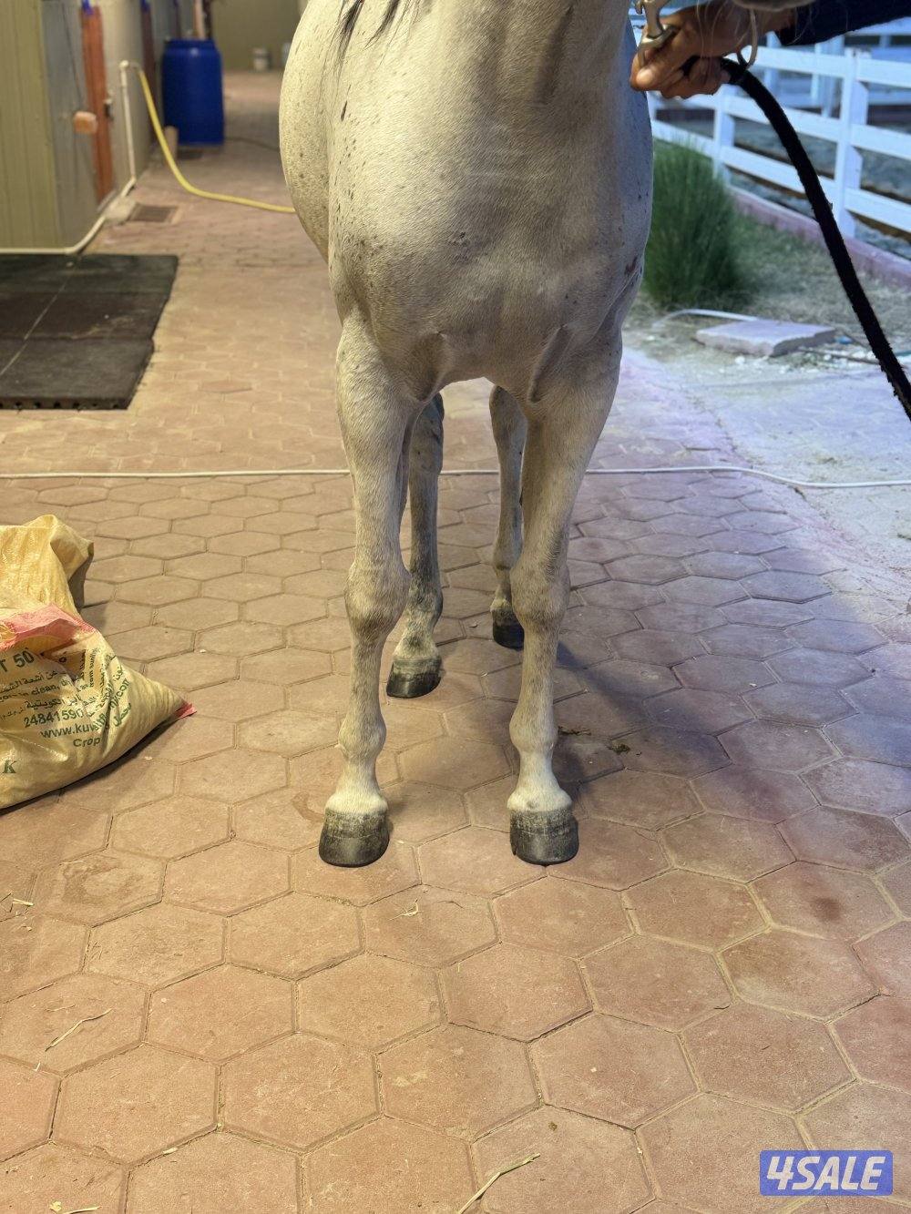 للبيع فرس مصري بيور3