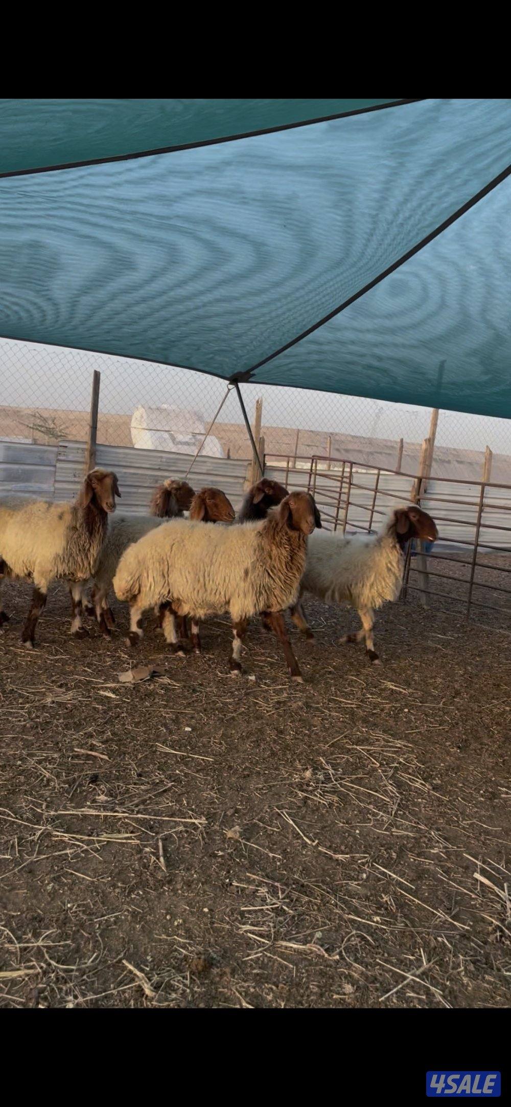 للبيع غنم نعيم العدد٢٤ راس طيبه0
