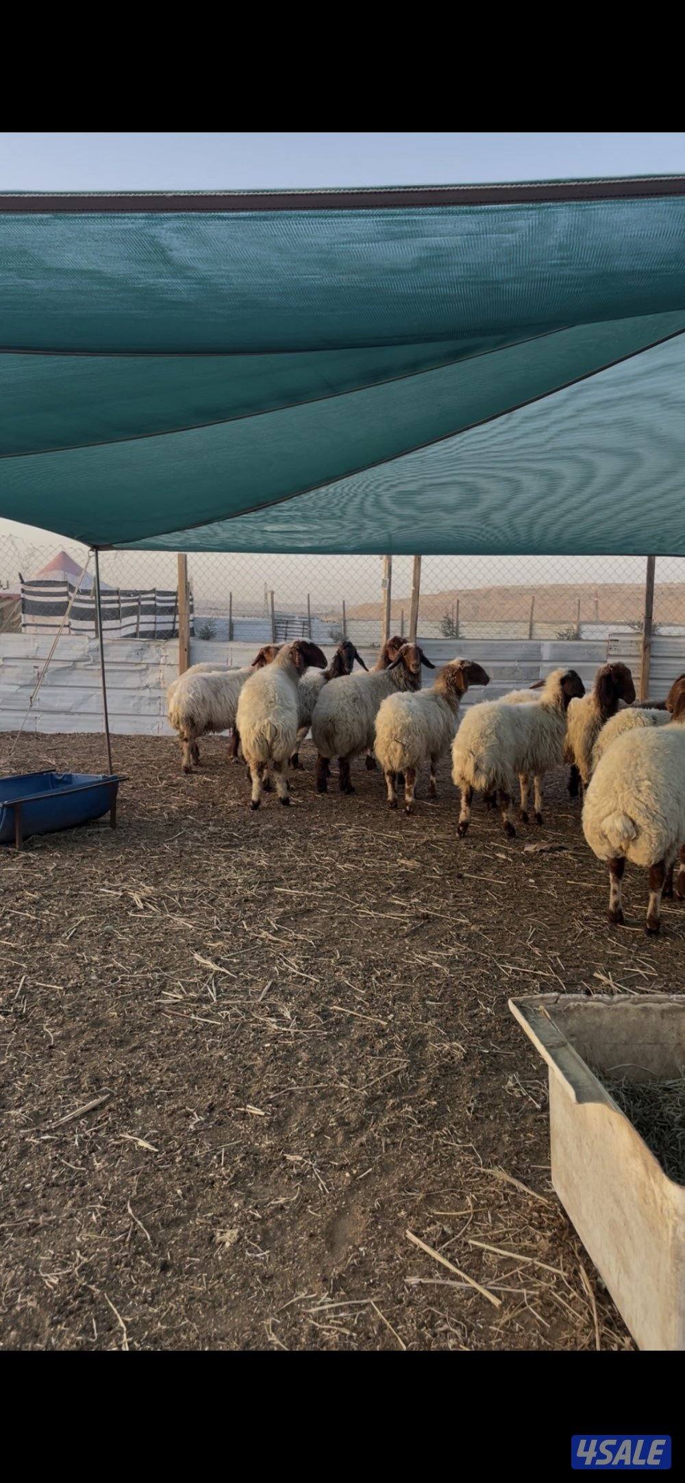 للبيع غنم نعيم العدد٢٤ راس طيبه1