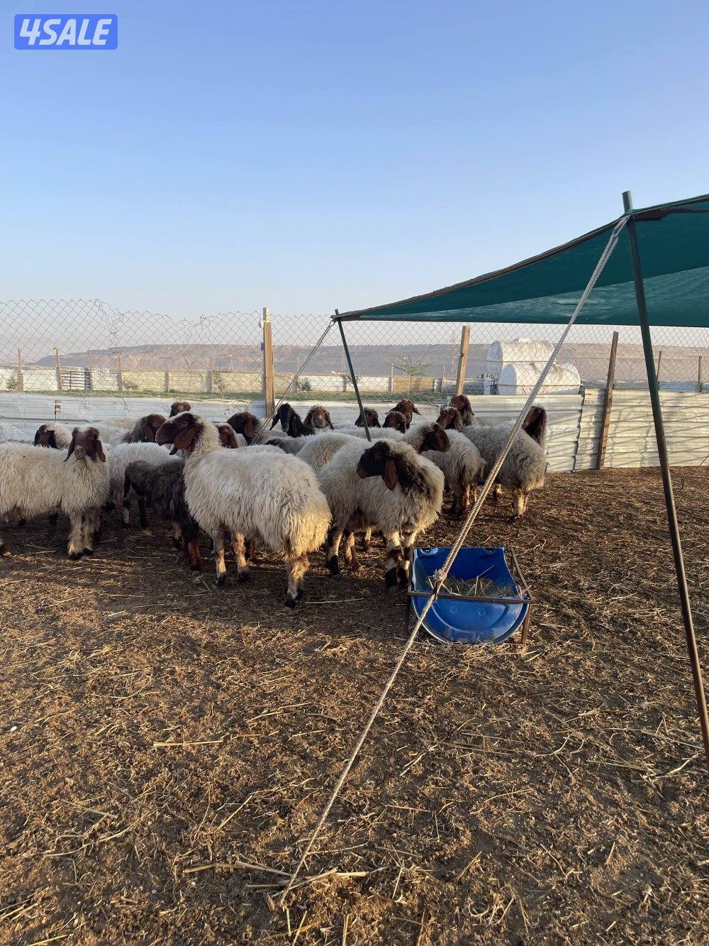 للبيع غنم نعيم العدد٢٤ راس طيبه2