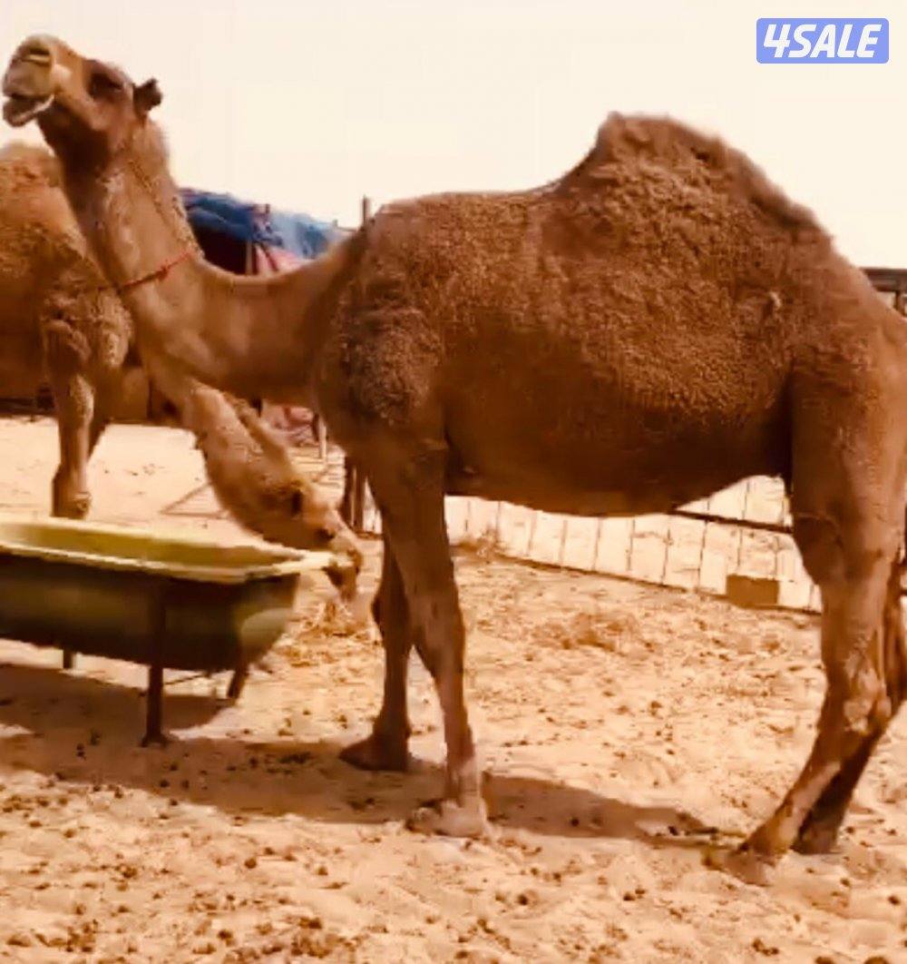 ناقه للبيع0