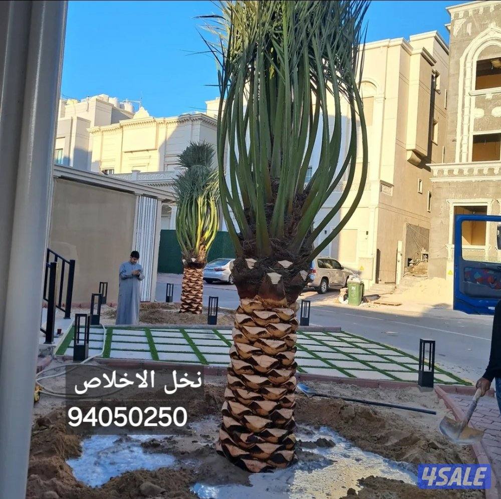 اداره ابو علي لتنسيق الحدائق وعمل النوافير والشلالات12