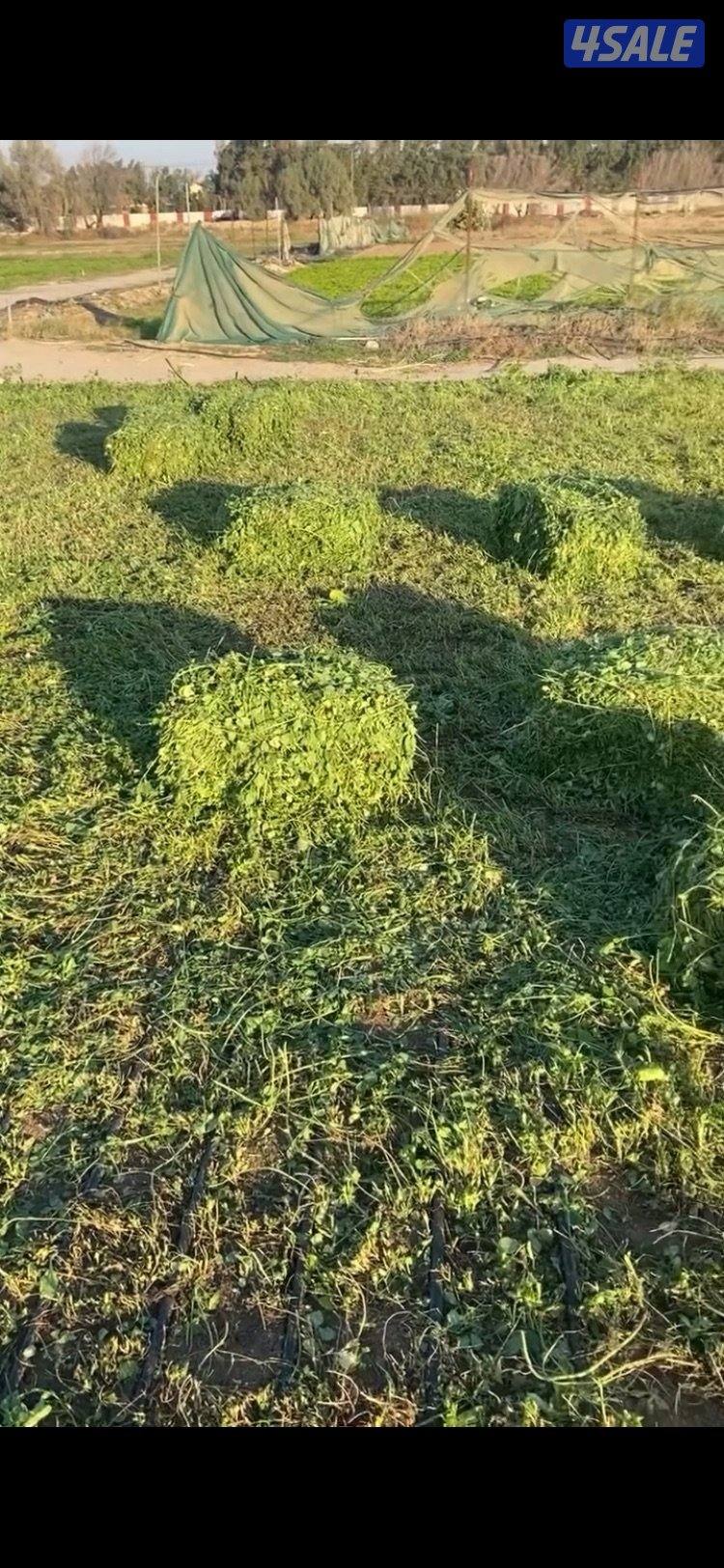 برسيم اخضر0