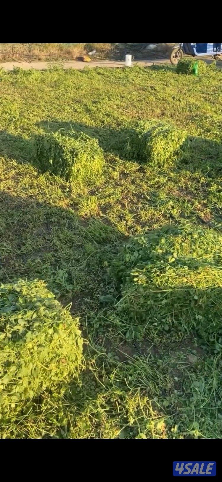 برسيم اخضر1