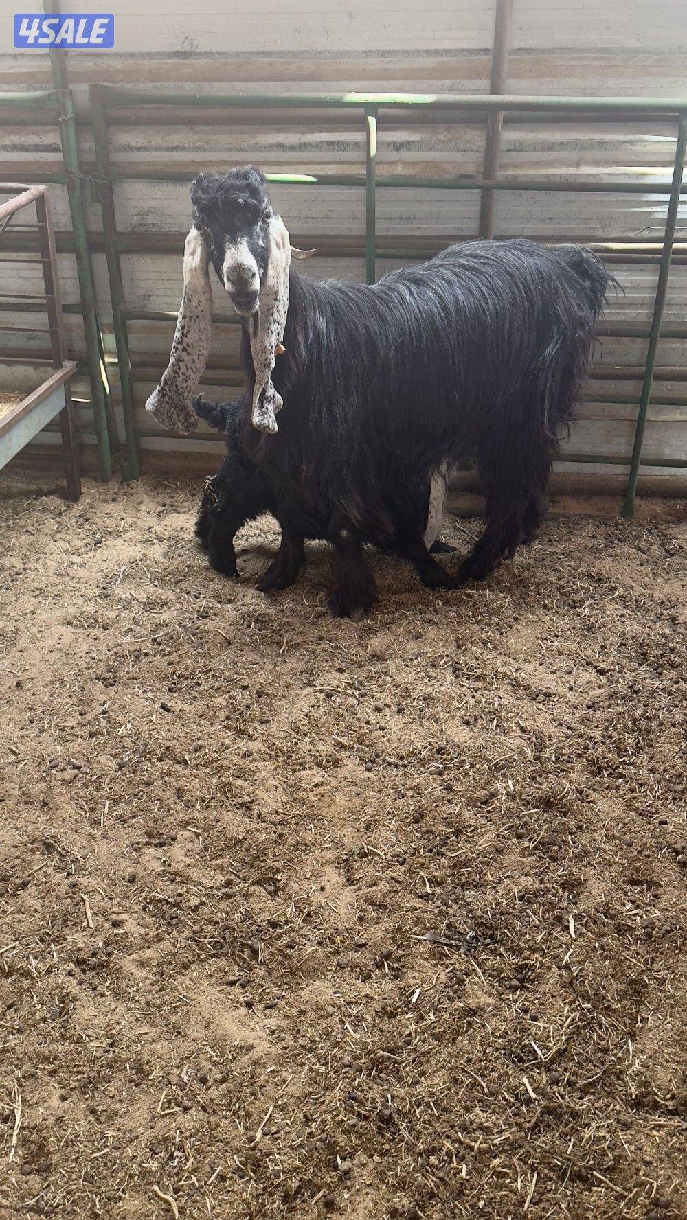 للبيع معزا العدد 60