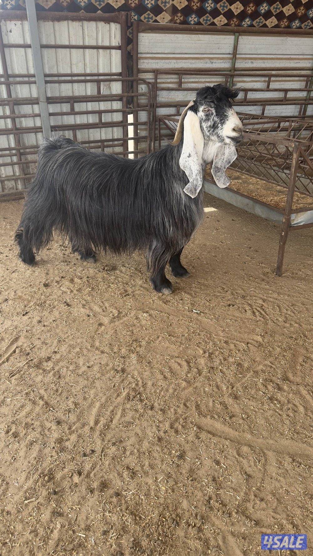 للبيع معزا العدد 63