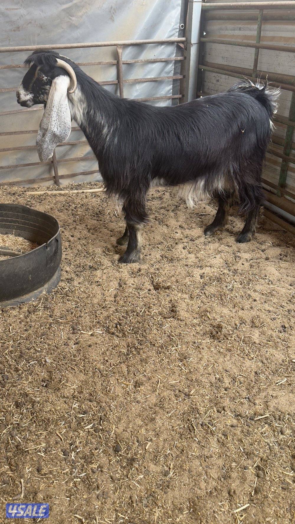 للبيع معزا العدد 64