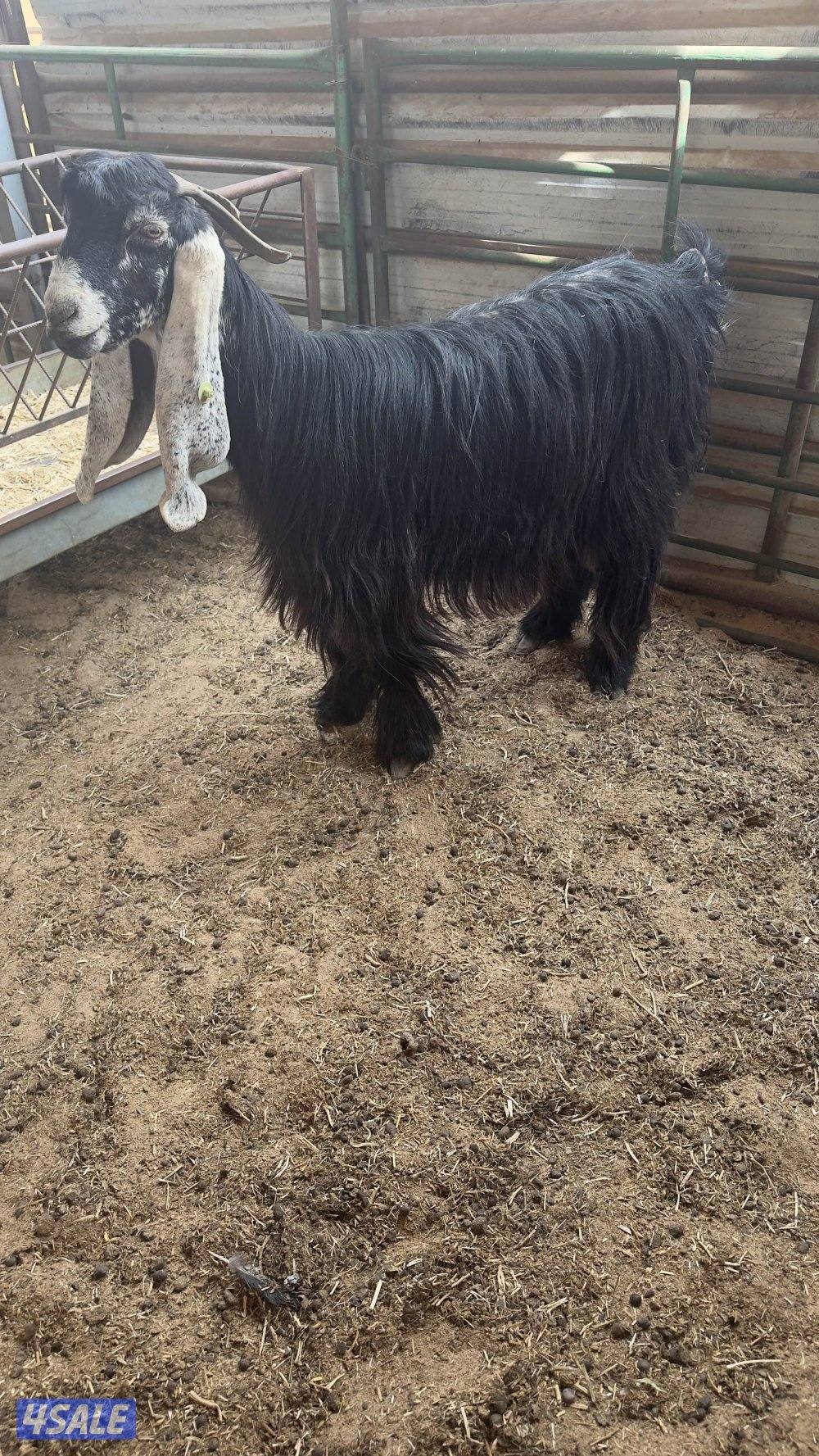 للبيع معزا العدد 65