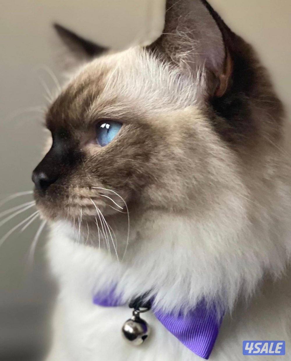 symmetric seal mitted female Ragdoll Cat راغ دول0