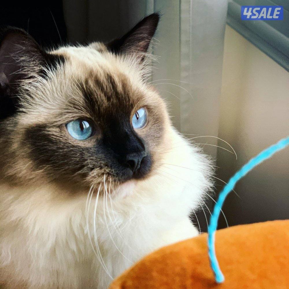 symmetric seal mitted female Ragdoll Cat راغ دول1