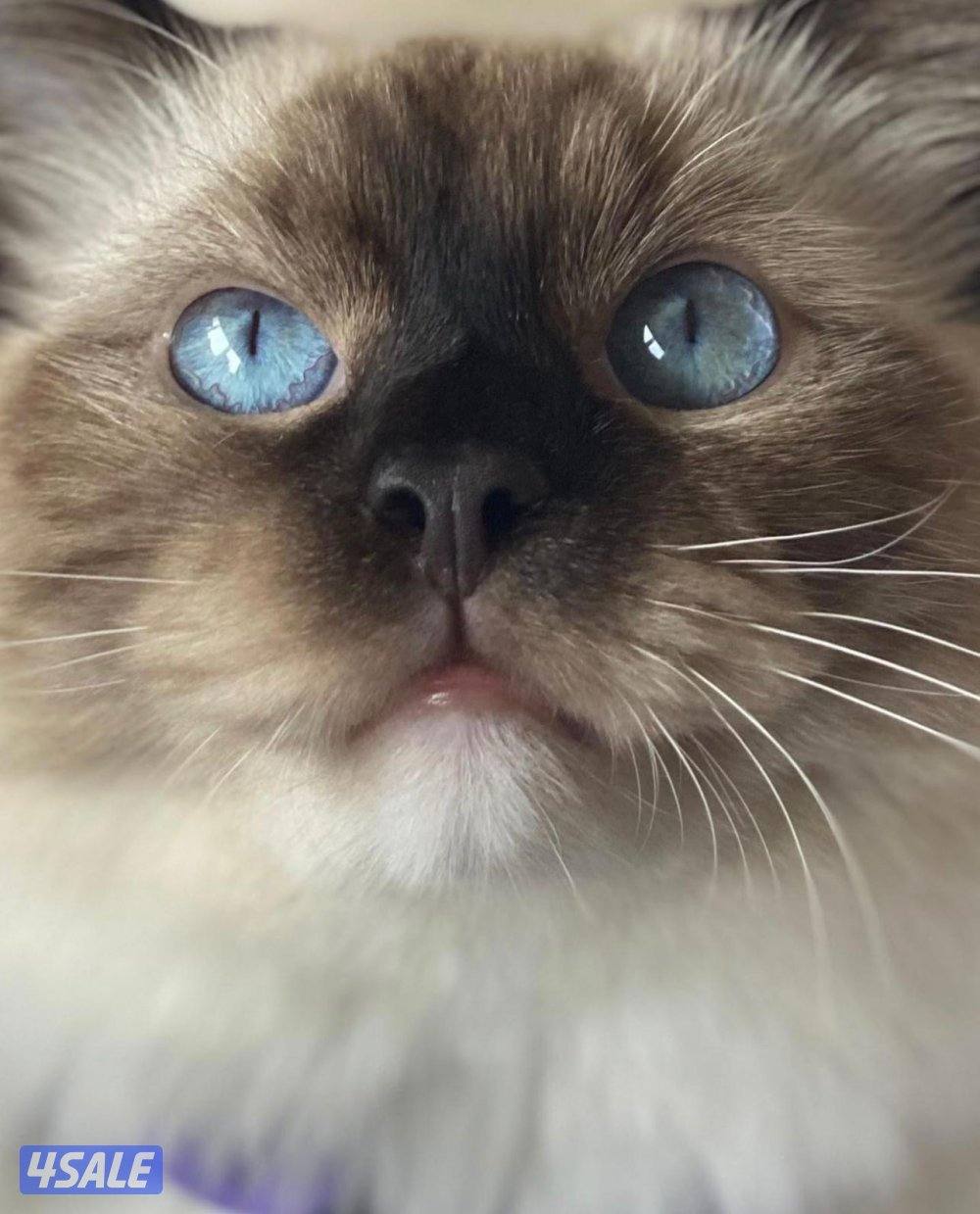 symmetric seal mitted female Ragdoll Cat راغ دول2