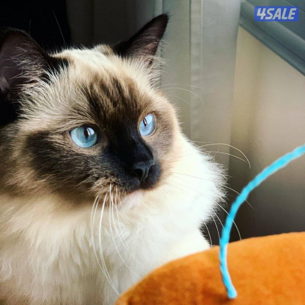 symmetric seal mitted female Ragdoll Cat راغ دول3