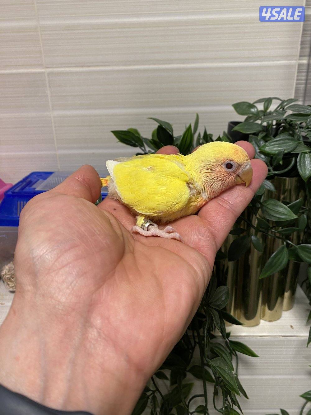 فروخ انتاج الكويت0