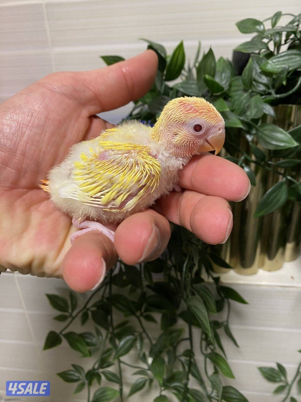 فروخ انتاج الكويت1