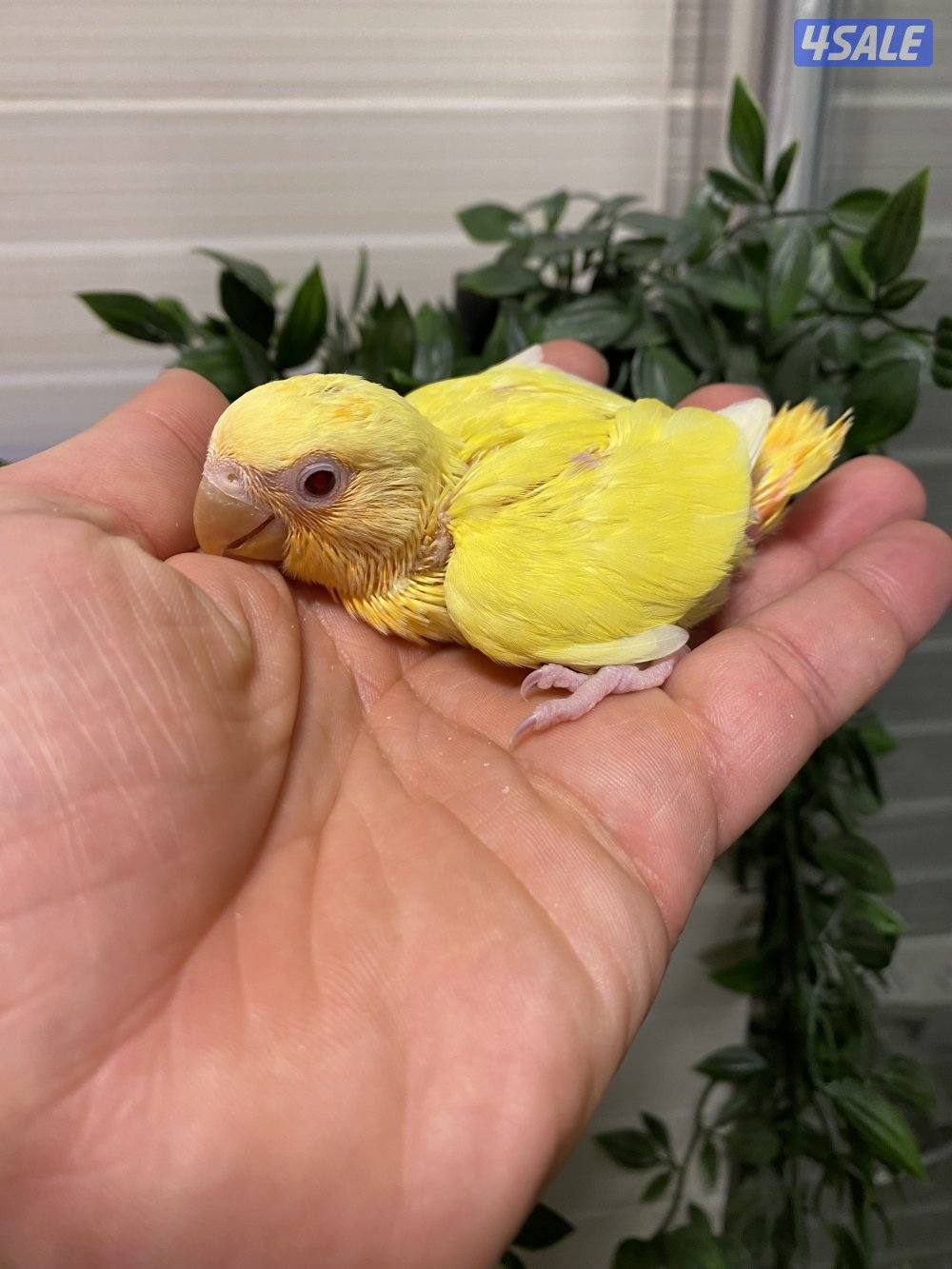 فروخ انتاج الكويت2