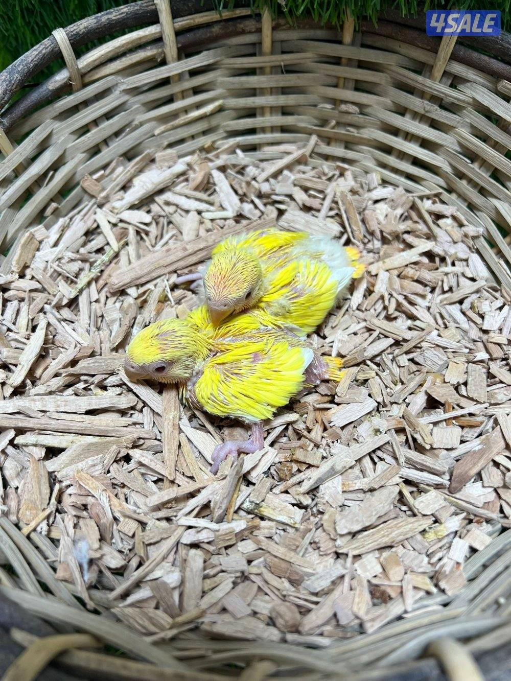 فروخ انتاج الكويت3