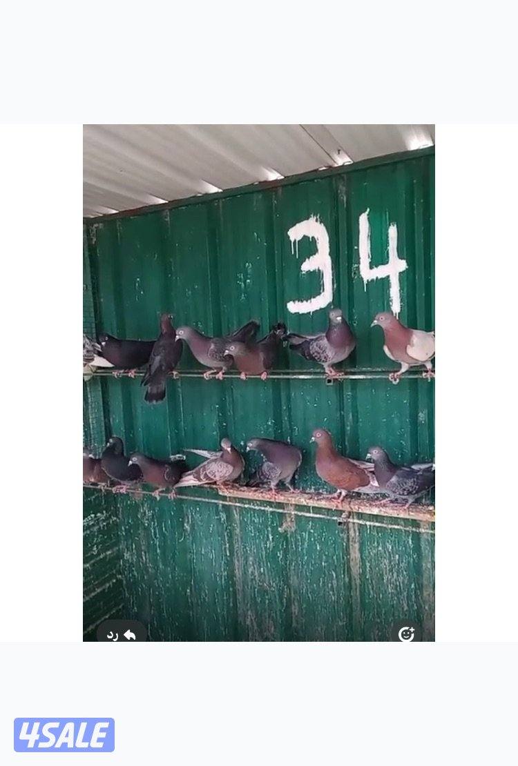 للبيع حمام قلابي  العدد ٥٠ طير1