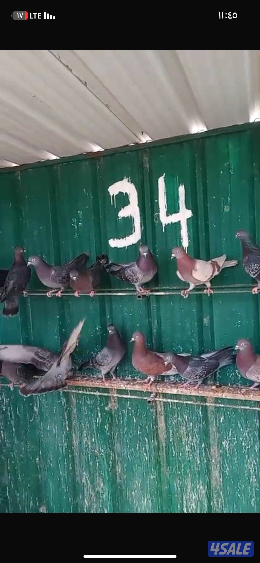 للبيع حمام قلابي  العدد ٥٠ طير2