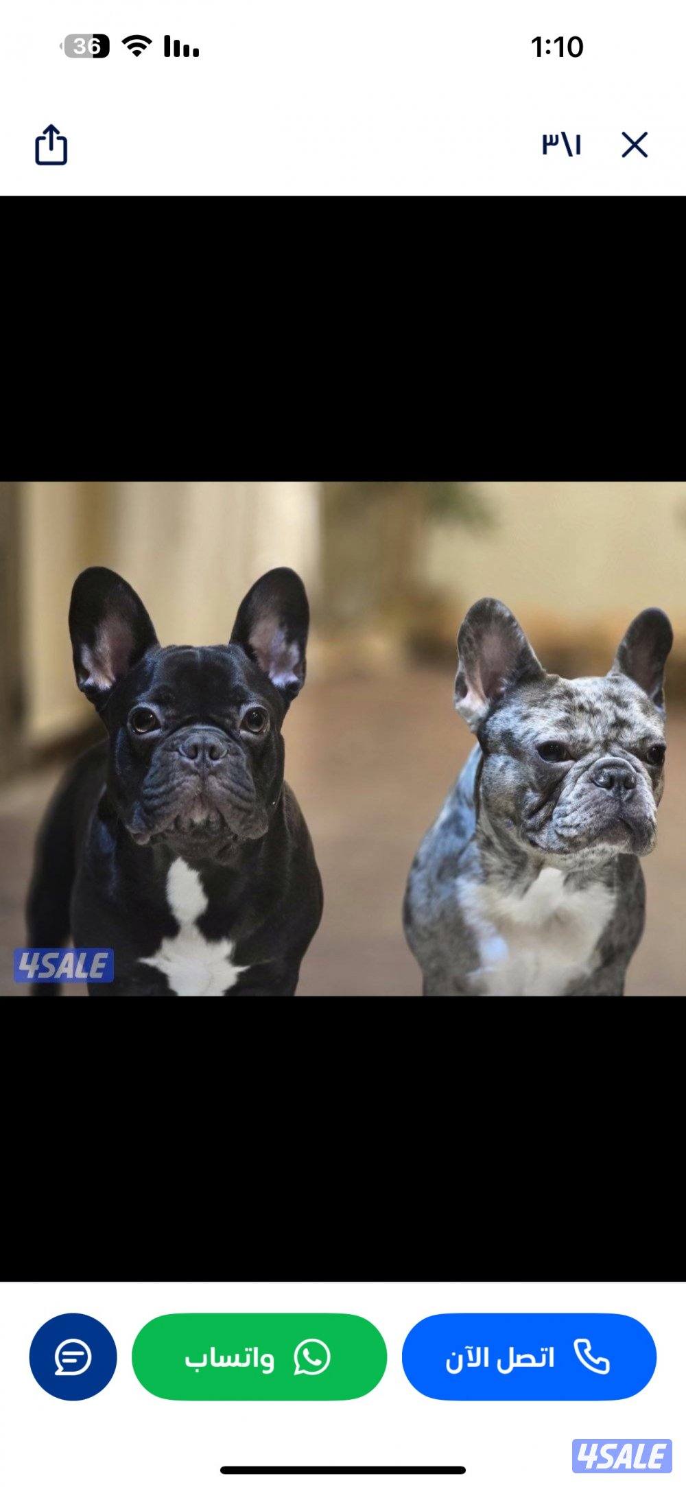 فرنش بولدوق مولود 12-12-2024 ذكر متعلم على الباد ماخذ التطعيمات1