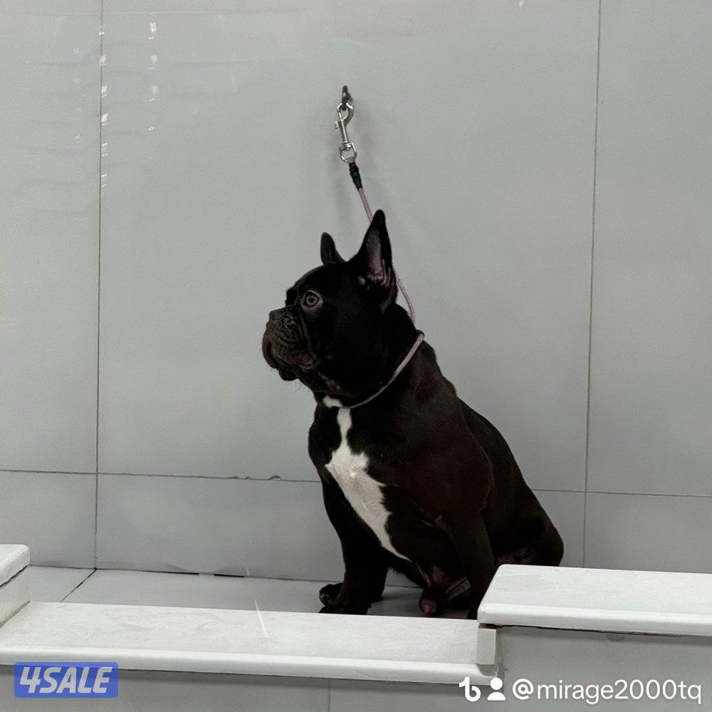 فرنش بولدوق مولود 12-12-2024 ذكر متعلم على الباد ماخذ التطعيمات2