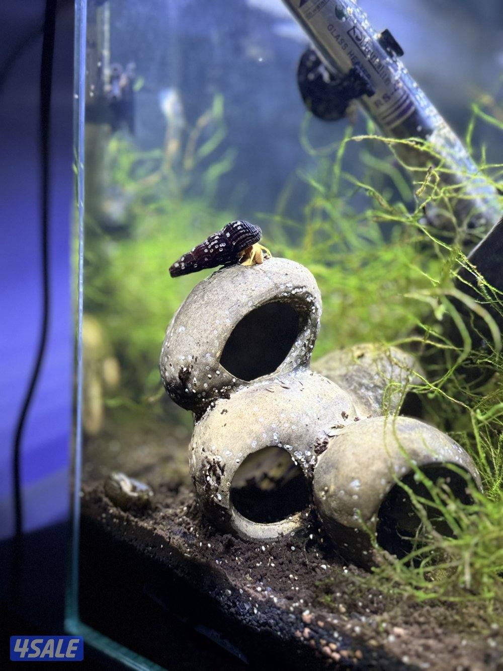 فرنش بولدوق مولود 12-12-2024 ذكر متعلم على الباد ماخذ التطعيمات3