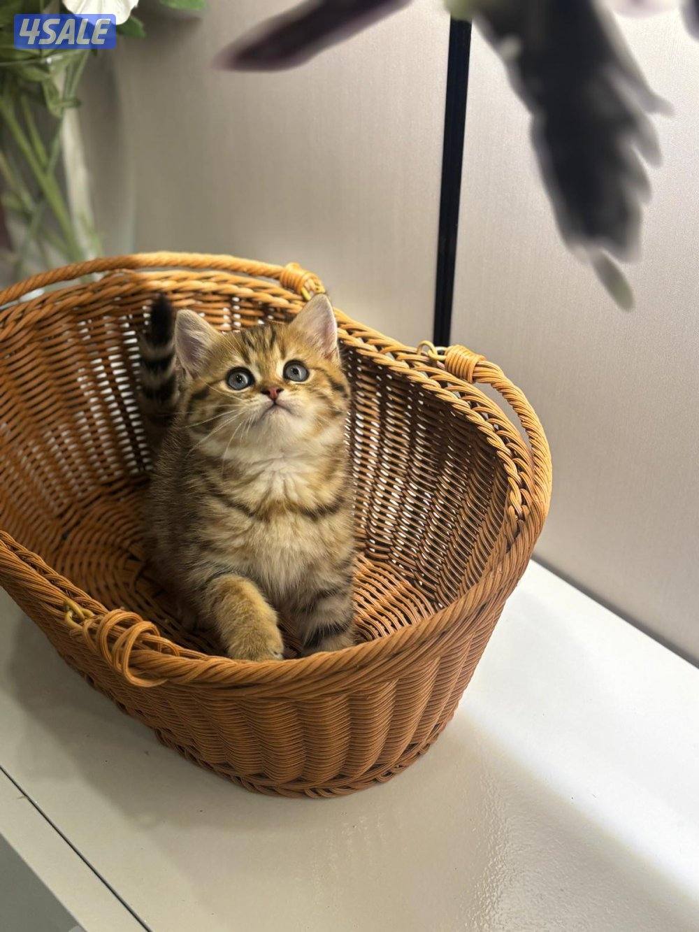 برتش شورت هير1