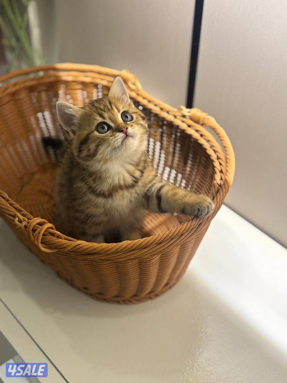 برتش شورت هير0