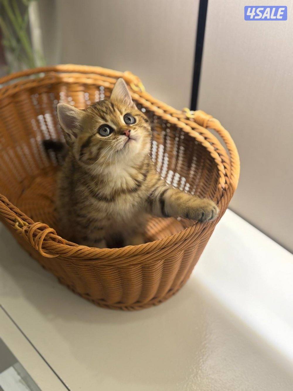 برتش شورت هير3