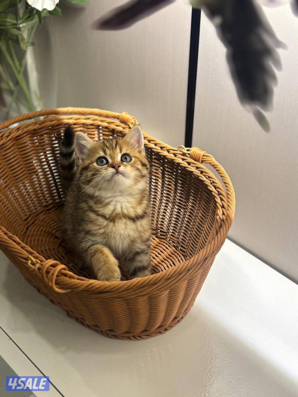 برتش شورت هير4