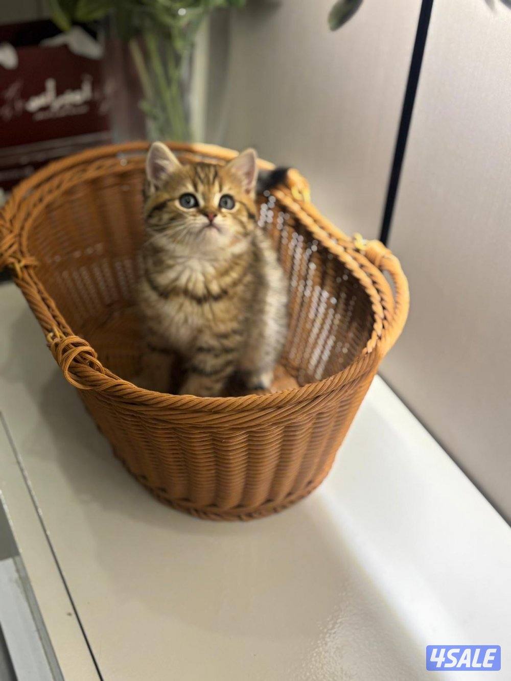 برتش شورت هير5