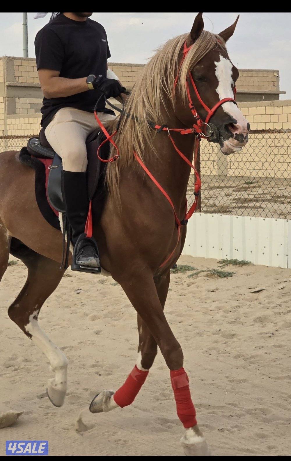 حصان واهو بولش0