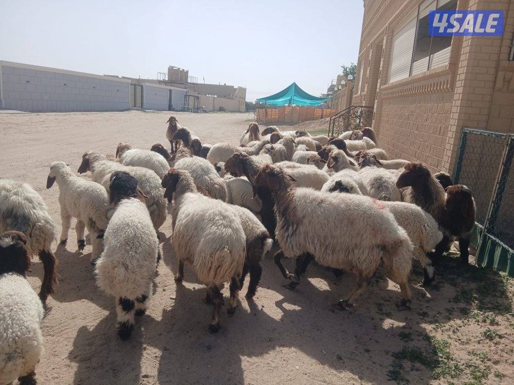 غنم مطافي للبيع0