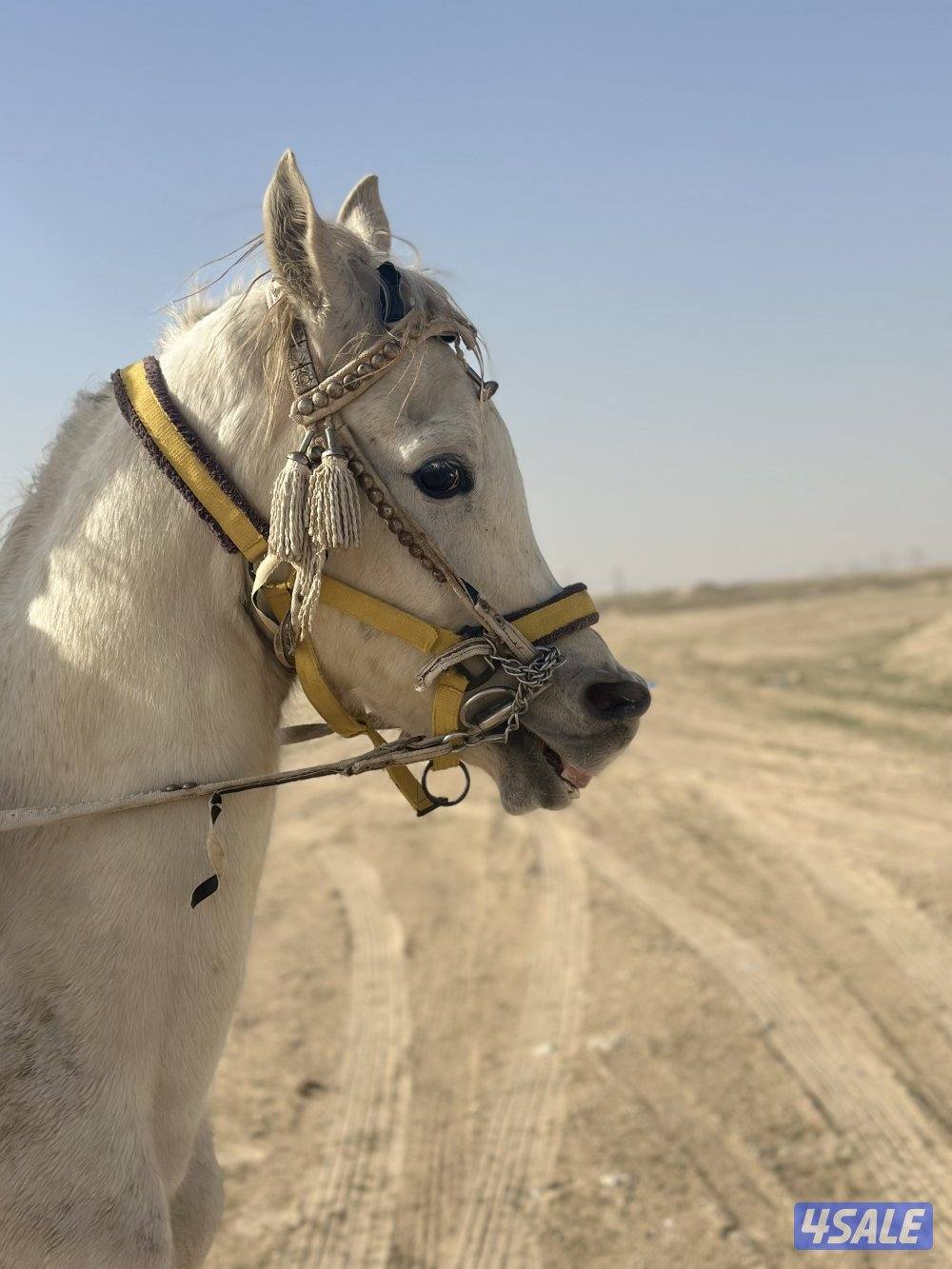 ‏للبيع حصان خياله2
